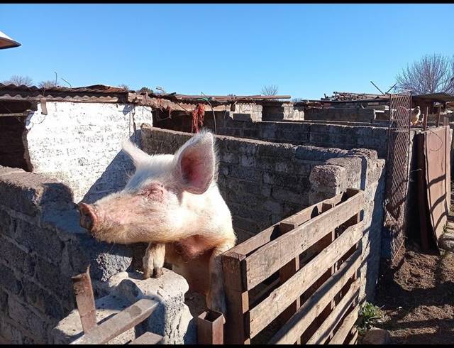 FARM FOR SALE IN ROSASHOF